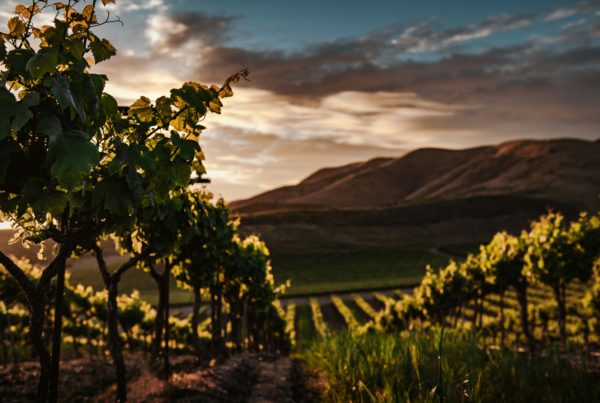 Vigneto 4.0 con filari ordinati al tramonto e colline sullo sfondo, simbolo della transizione digitale del settore vitivinicolo grazie all’uso di sensori, AI e agricoltura di precisione.